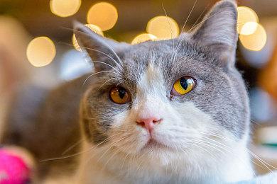 《潜水员戴夫》Switch实体版5月发售 将联动《罪恶装备：STRIVE》